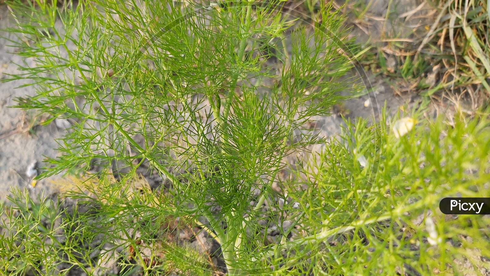 Coriander  Plant Closeup
