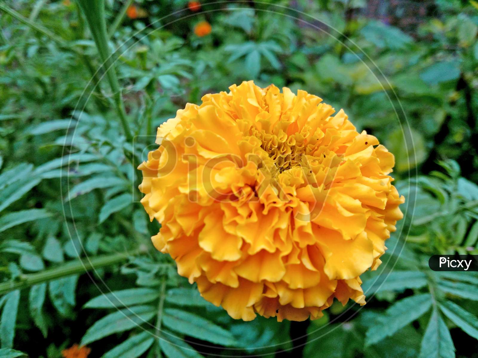 Mexican Marie Gold Yellow Color Flower. It Is Mainly Winter Season Flower. This Is A Picture Of A Marie Gold Flower