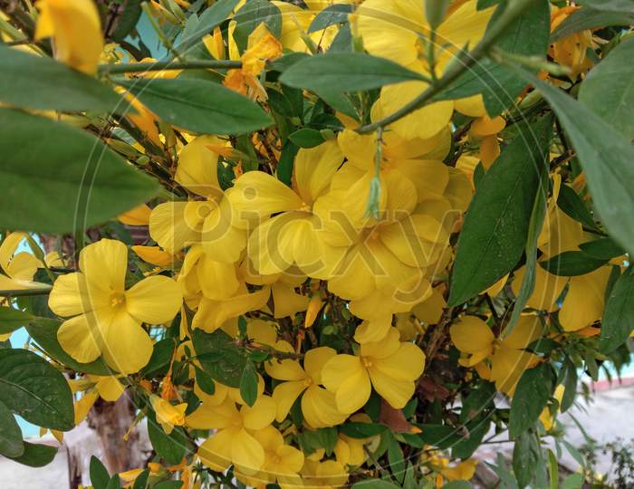 A Lots Of Beautiful Damiana Yellow Flowers On Home Garden