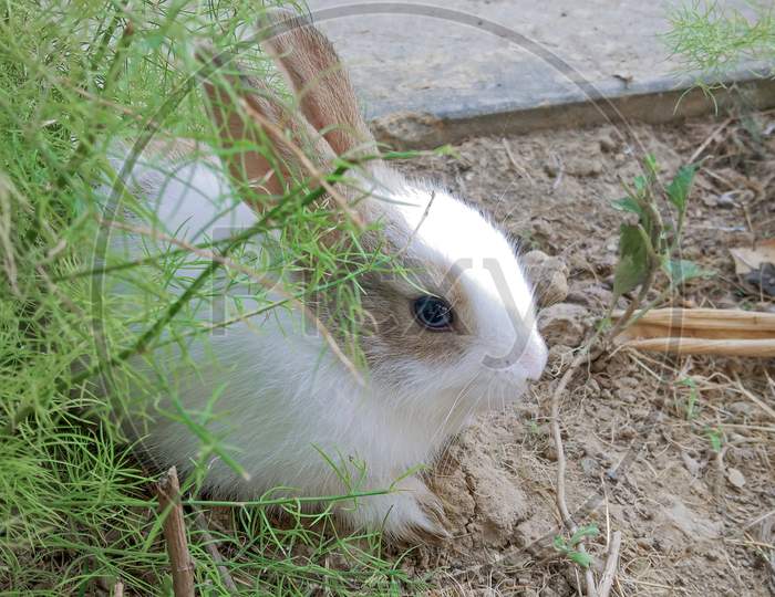 A Baby Rabbit Sitting In Side Of Grass With Quietly And Quit. Raising Ear.
