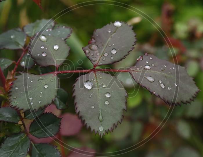 Leaves of rose plant with rain drops on it.