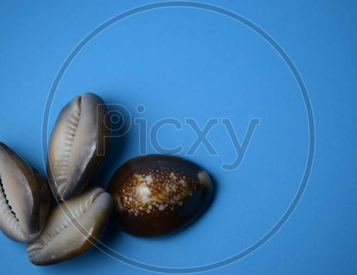 4 Seashell'S On Blue Background