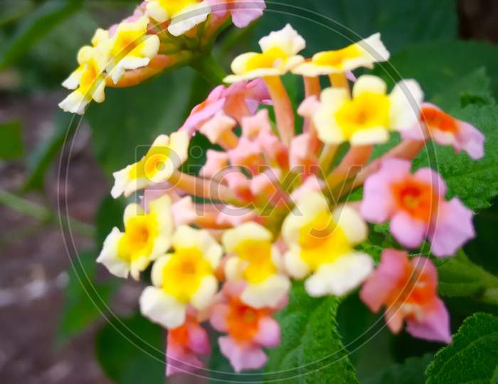 Perennial plant flower in green leaves with blur background