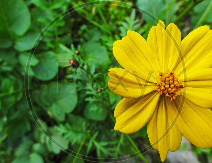 African Daisy Yellow Flower On Right Side Space On Left Side For Text Or Edit