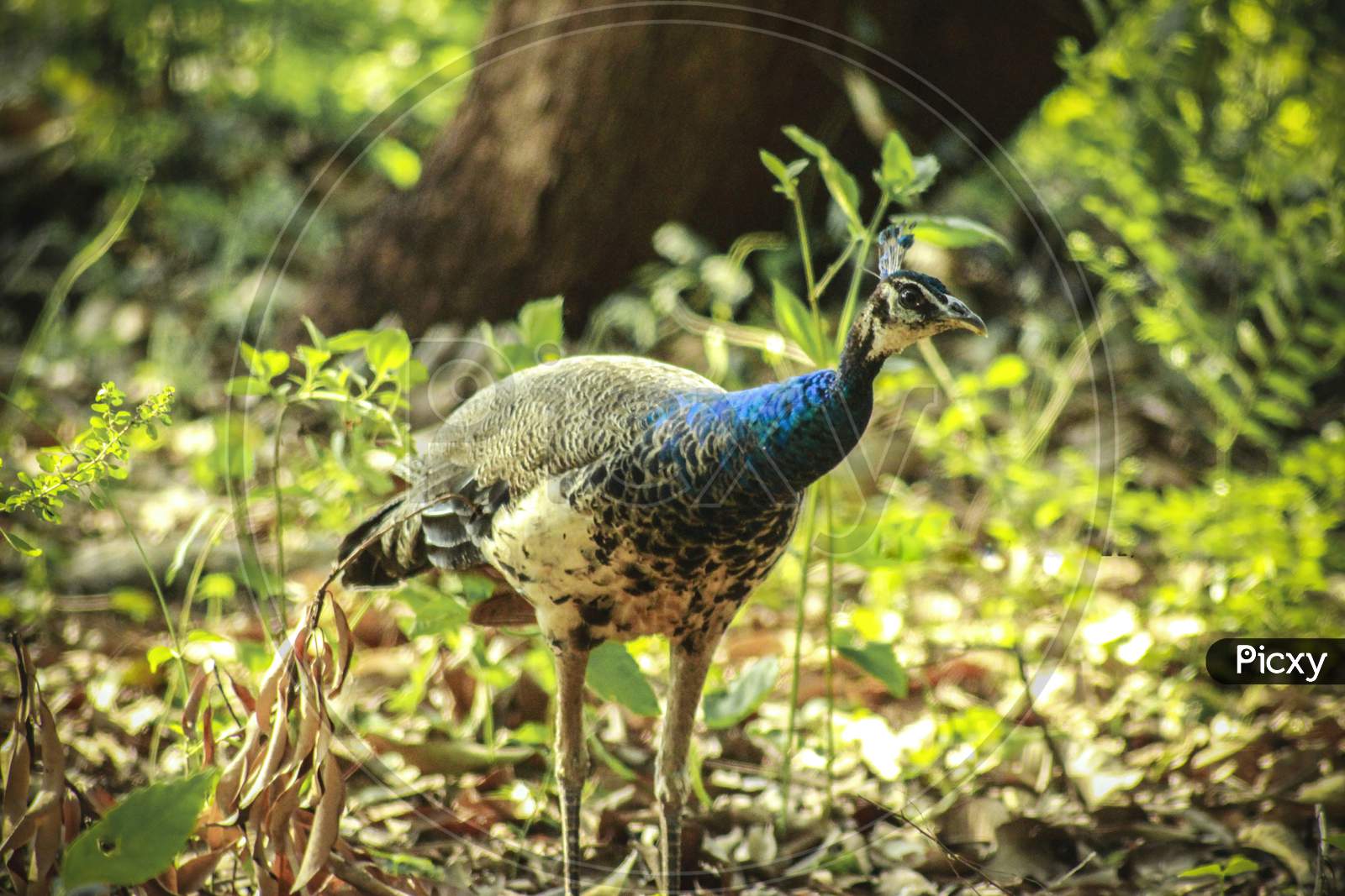 image-of-peahen-gg606574-picxy