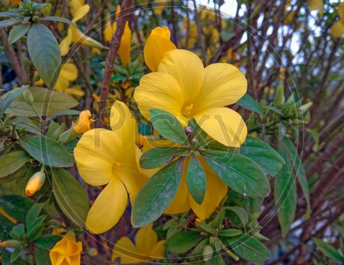 A Beautiful Damiana Yellow Flowers On Home Garden