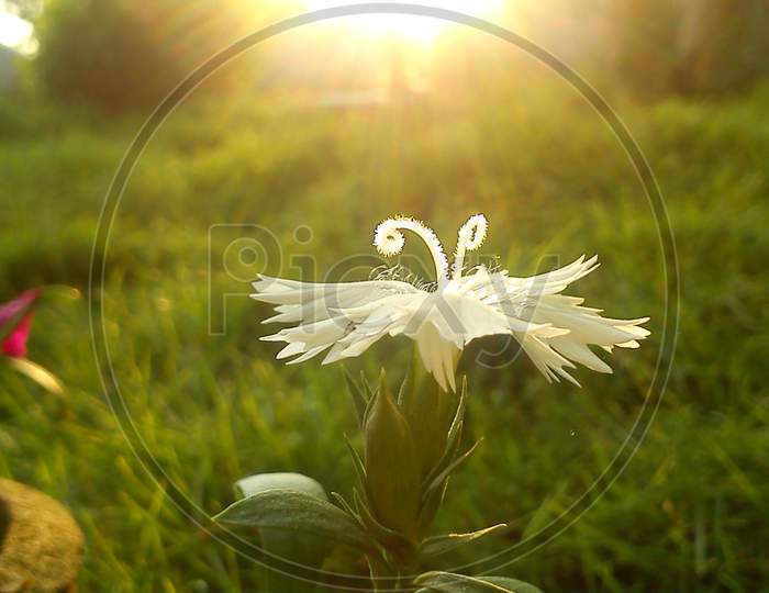 sunrise and white flower