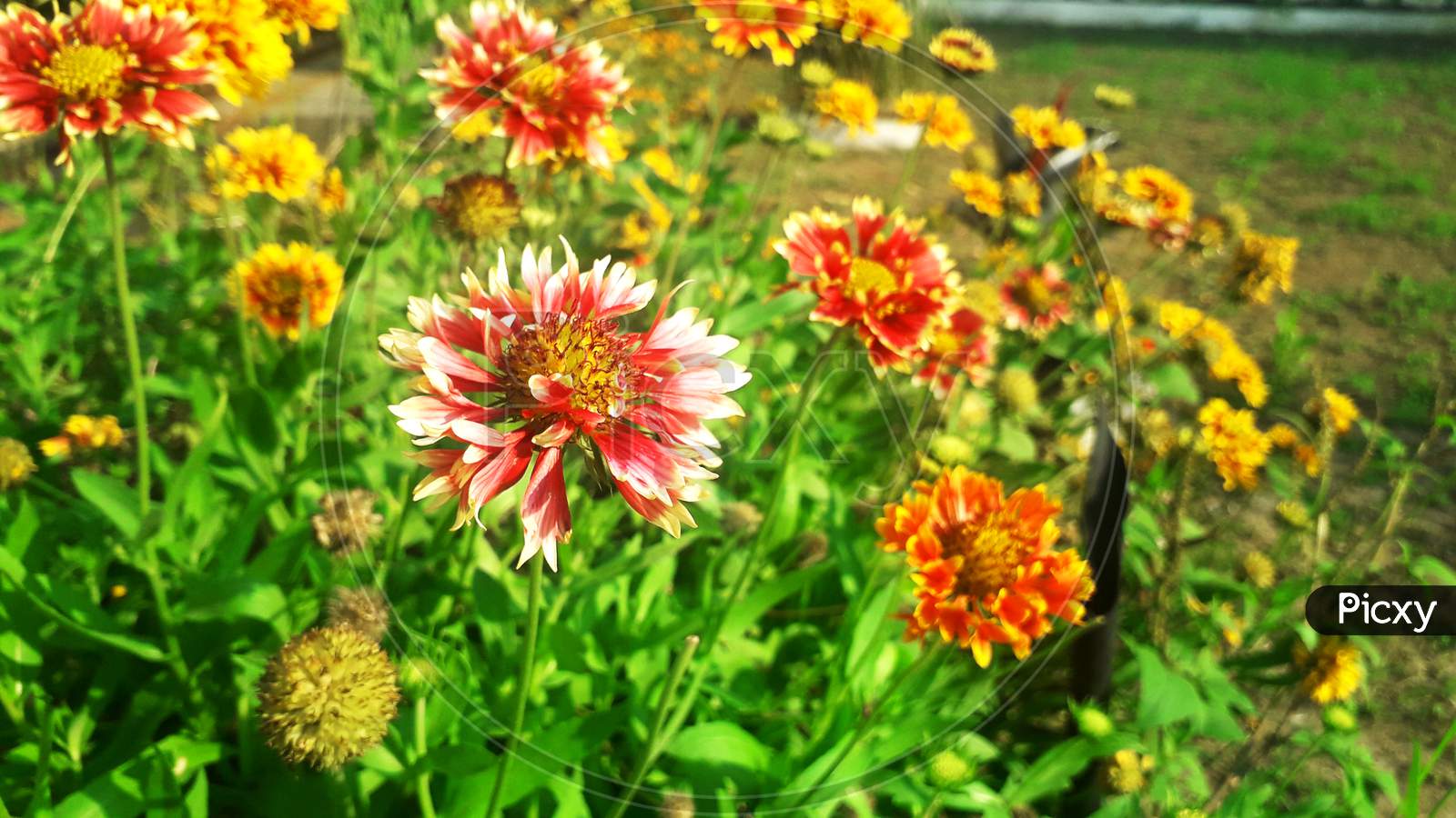 A flower bed containing various types of flowers