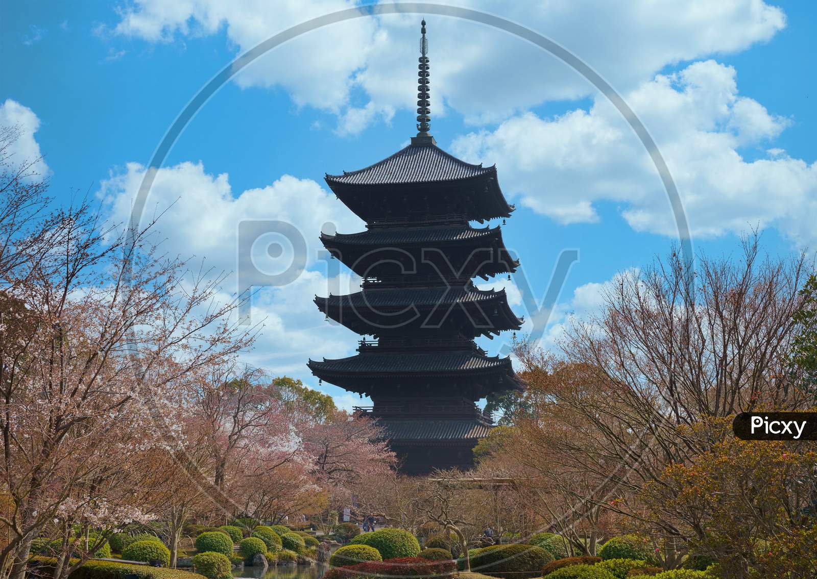 Five-storey pagoda surrounded by cherry trees in Toji temple under blue sky.