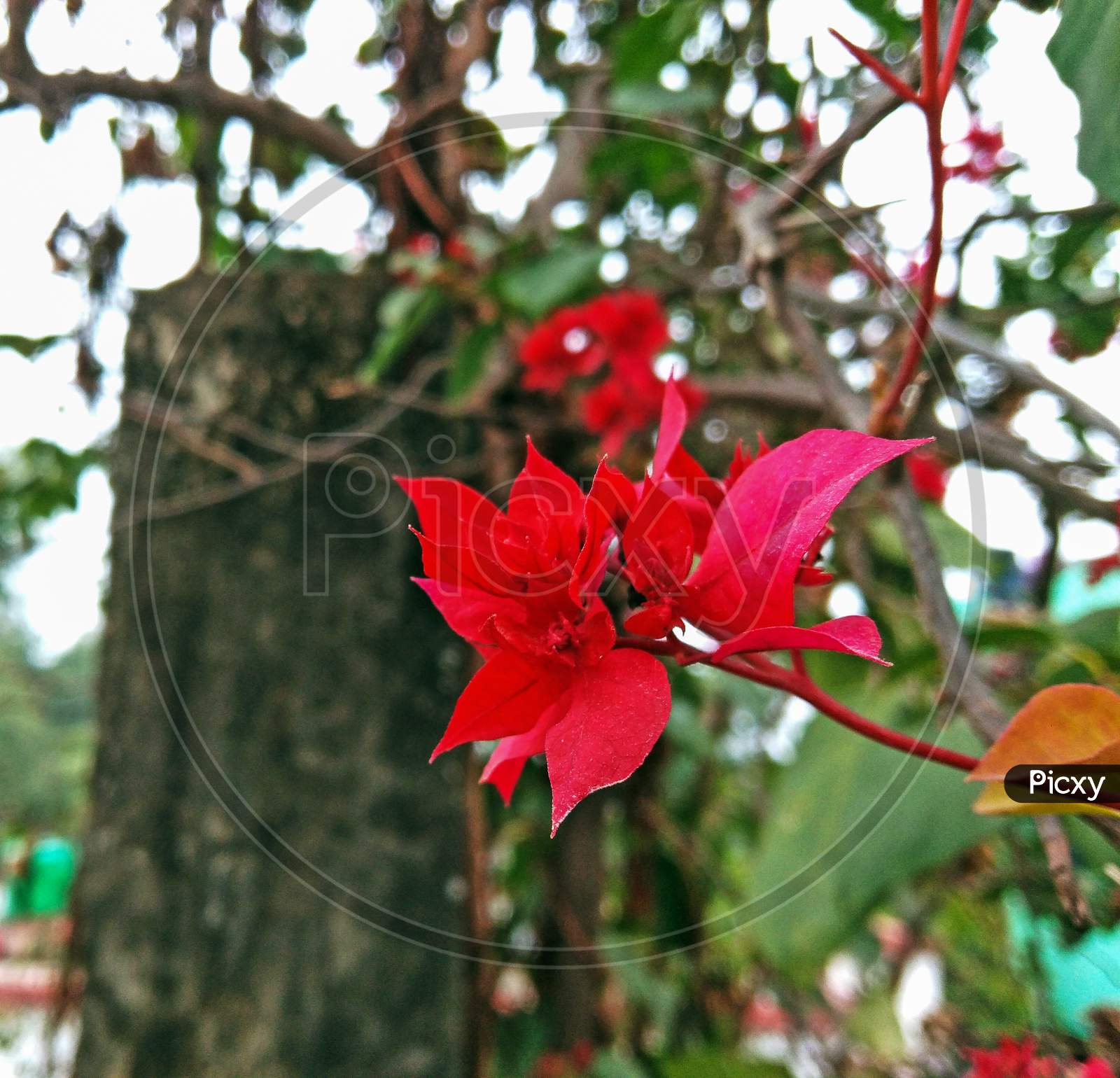 Bougainvillea Chitra Red Flower At Home With Background View