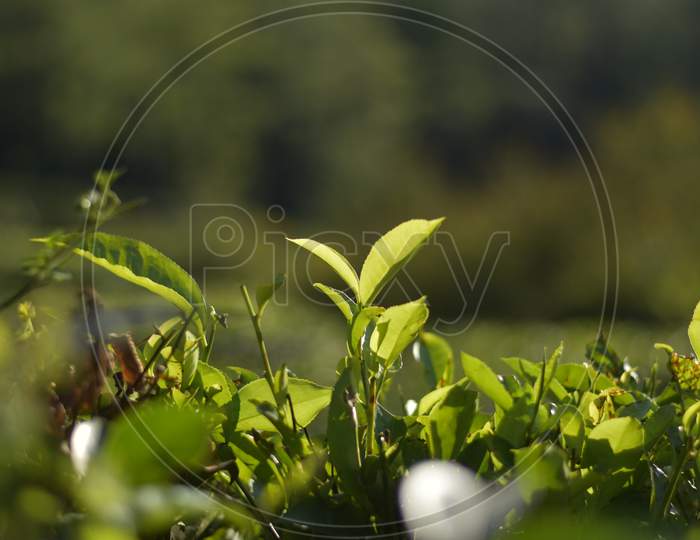 Tea plant.