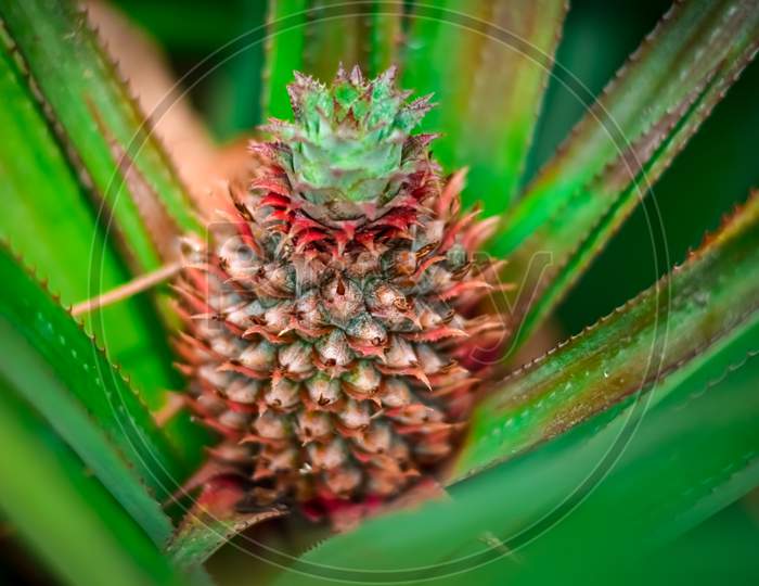 Close up shot of growing pineapple