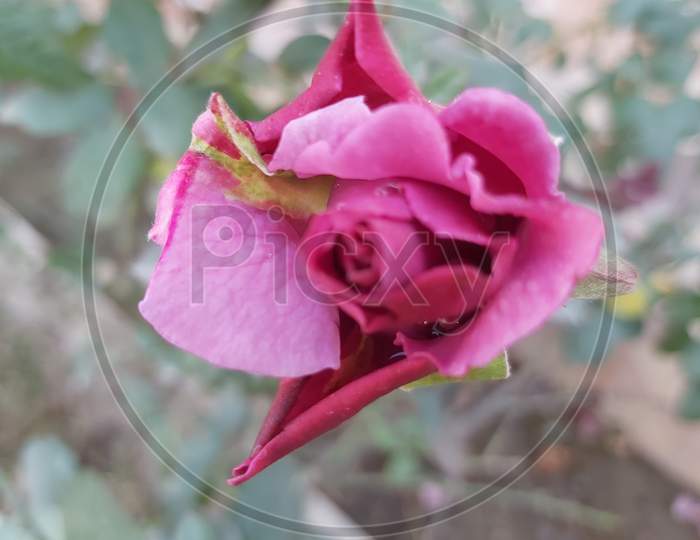 A Beautiful Red Rose Bud