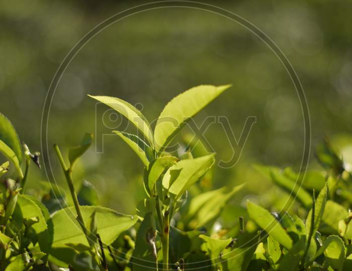 Tea leaves.