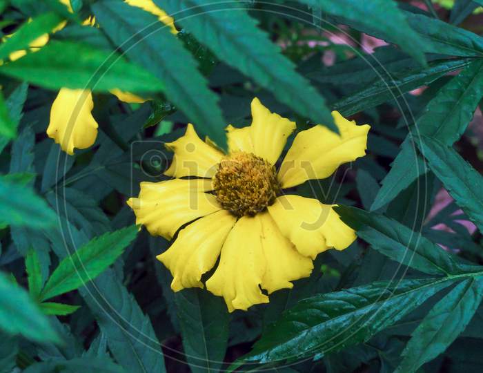 Golden Mexican Marigold Flower Of Home Garden