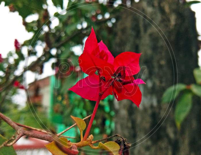 Bougainvillea Chitra Red Flower Single At Home With Background View