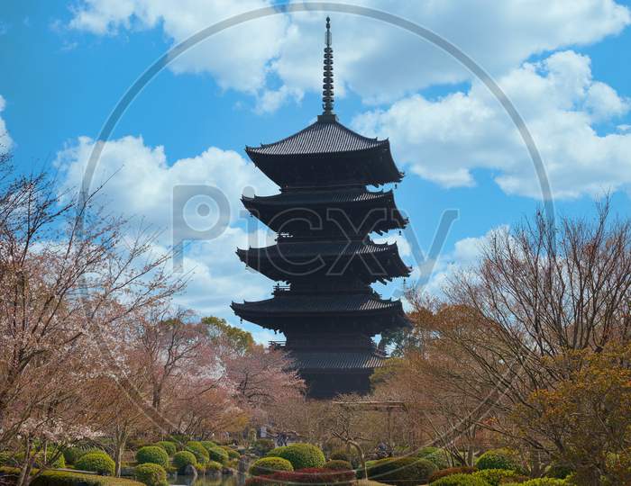 Five-storey pagoda surrounded by cherry trees in Toji temple under blue sky.