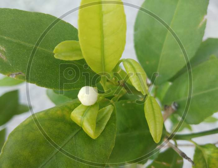 A flower bud of a lemon tree, in the Day time, in mirpur Azad Kashmir