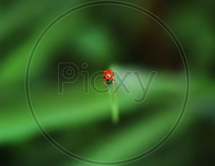 macro shot of ladybird