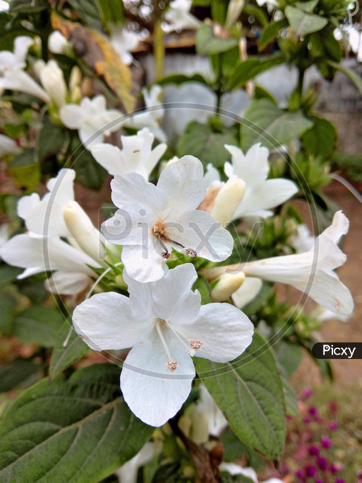 Beautiful White Flowers With Green Leaves