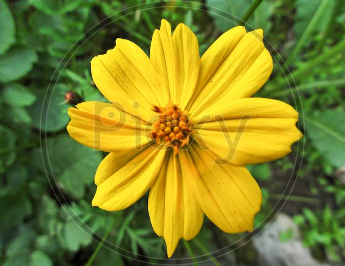 African Daisy Yellow Flower On Center