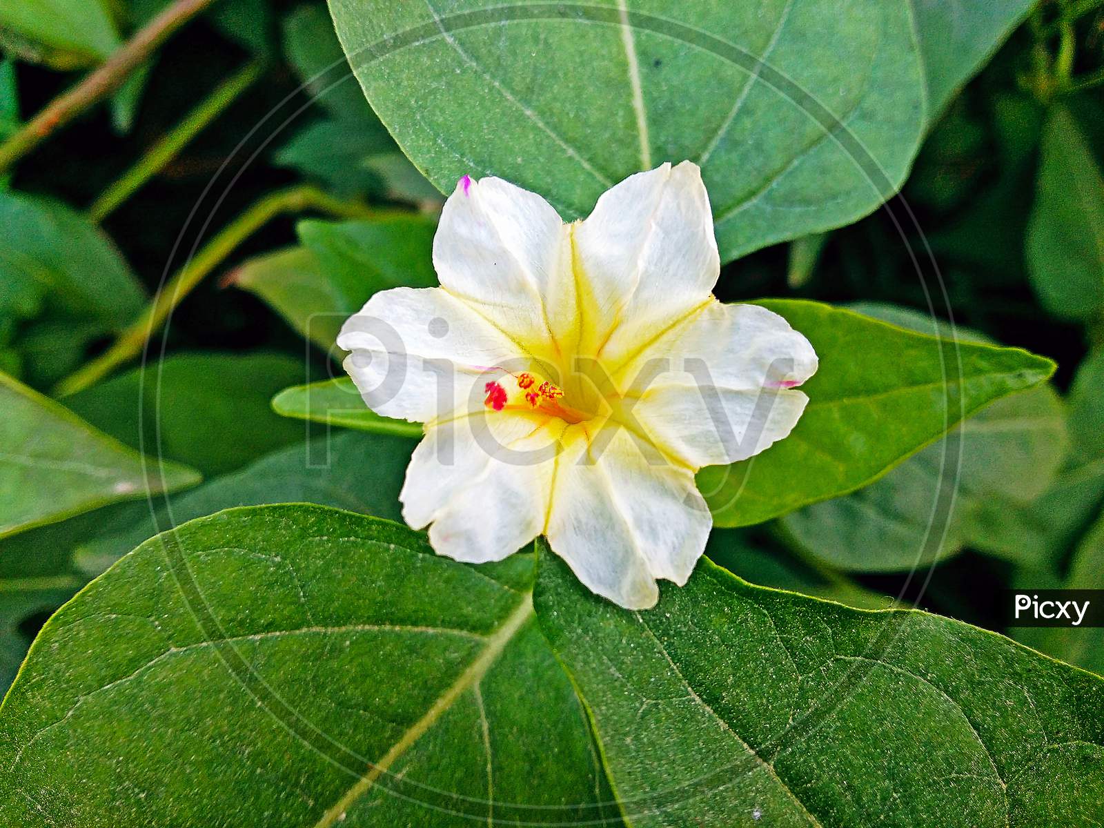 four o clock white and yellow flower on home garden with vibrant color