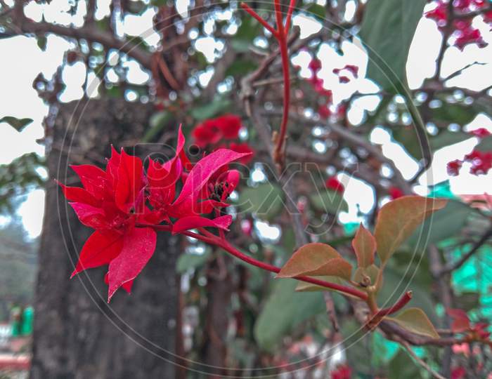 Bougainvillea Chitra Red Flower At Home