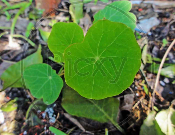 Small Garden Nasturtium Or Tropaeolum Majus Flowering Annual Plant With Large Green Disc Shaped On Home