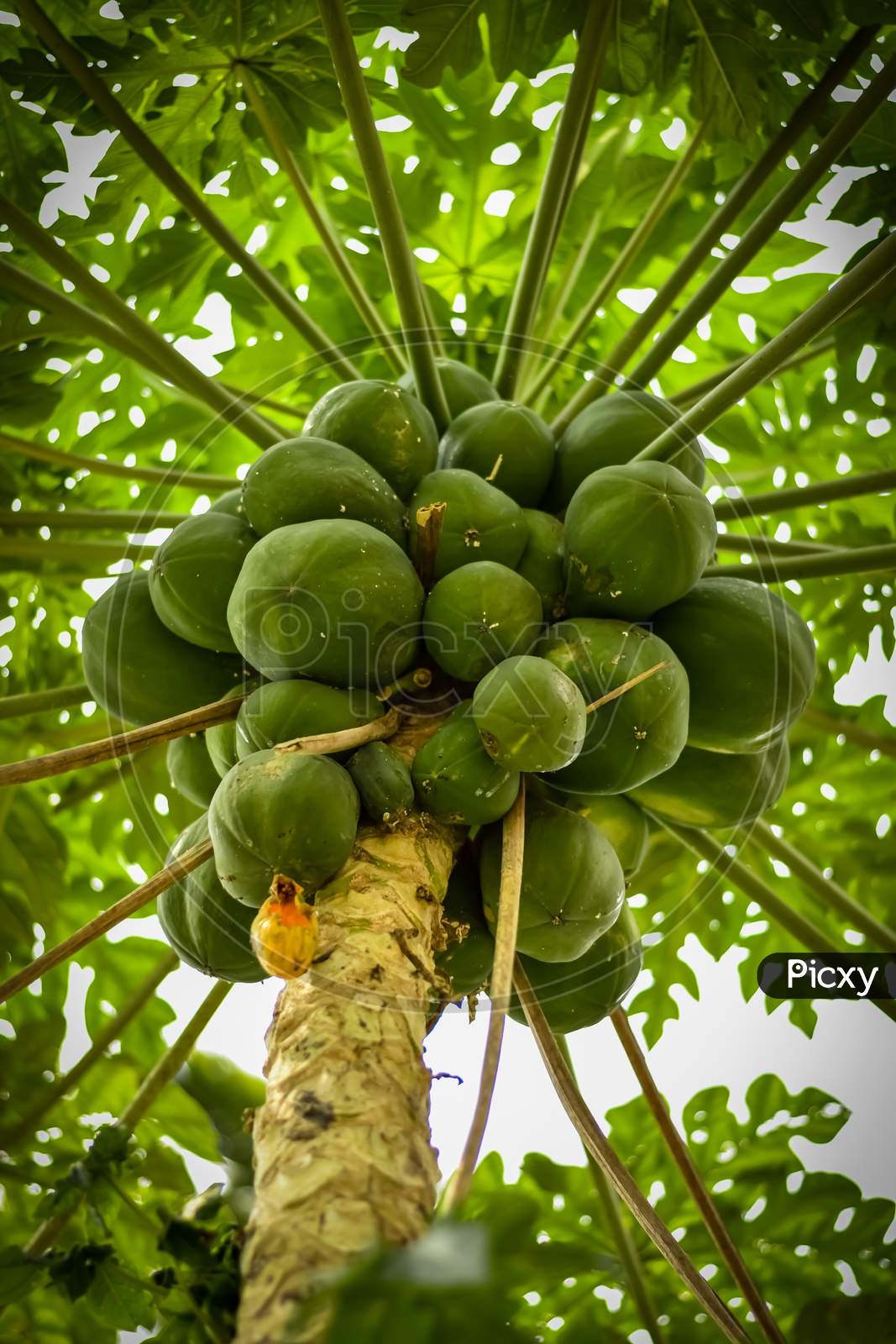 Papaya Fruit Growing On Plants