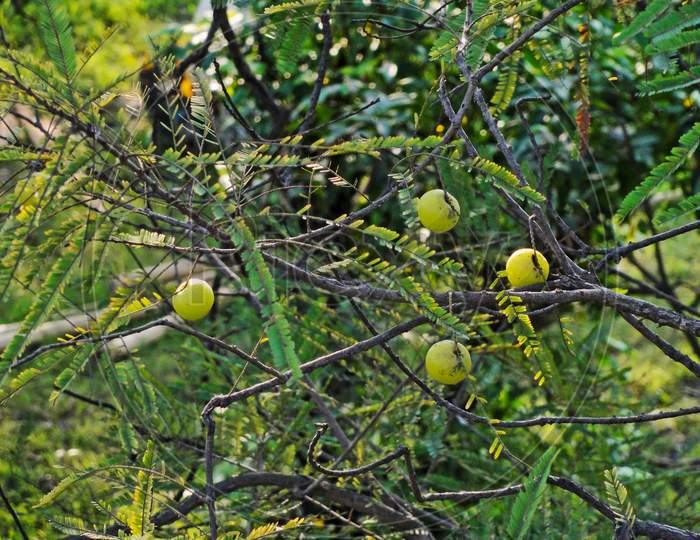 Indian Gooseberries Or Amla Fruit On Tree With Green Leaf