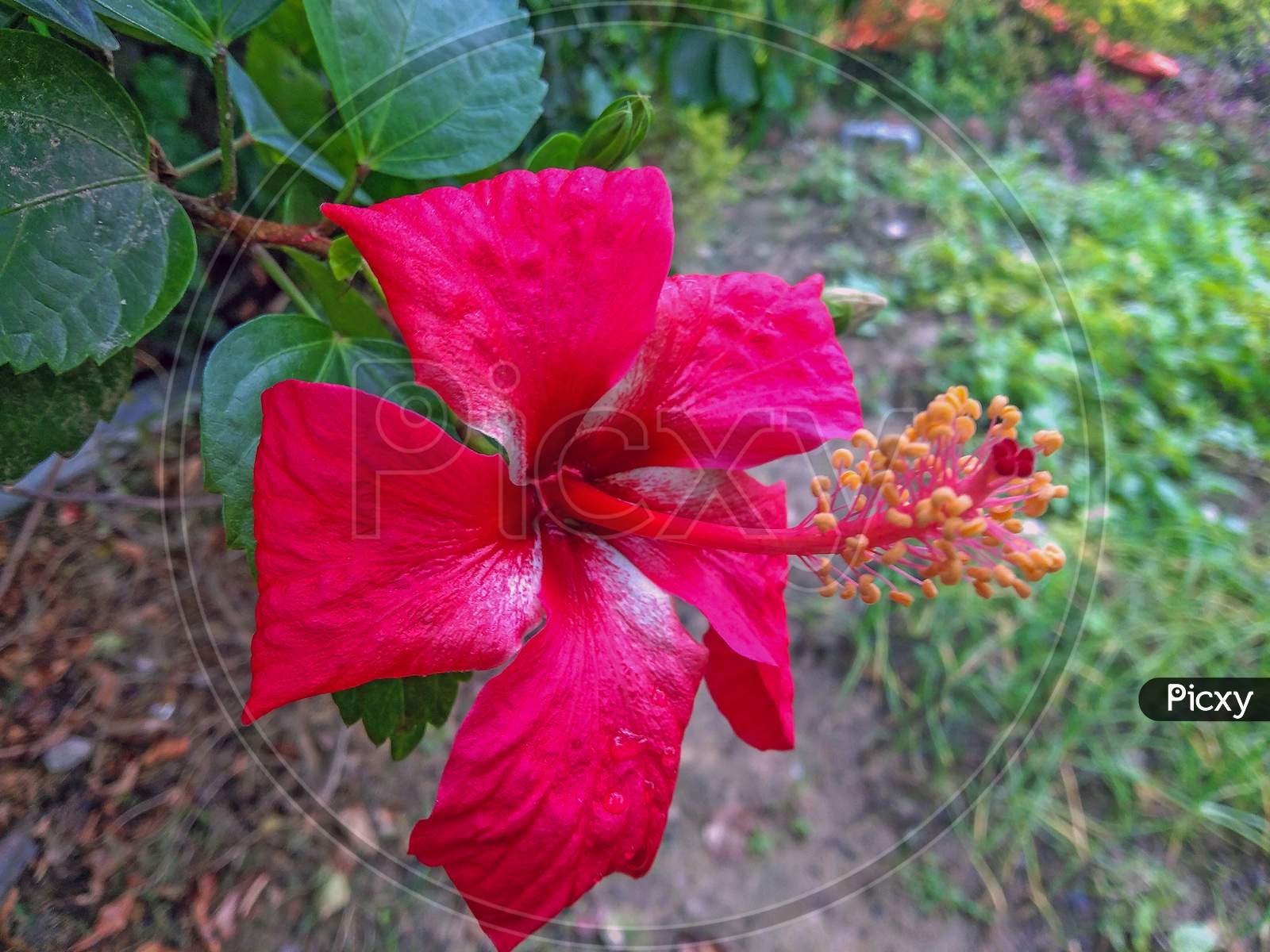 A Very Beautiful Hawaiian Hibiscus Red Chinese Flower On Home Garden