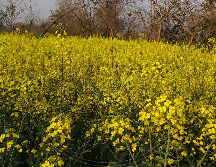Yellow Mustered Blossoming Flowers In The Field