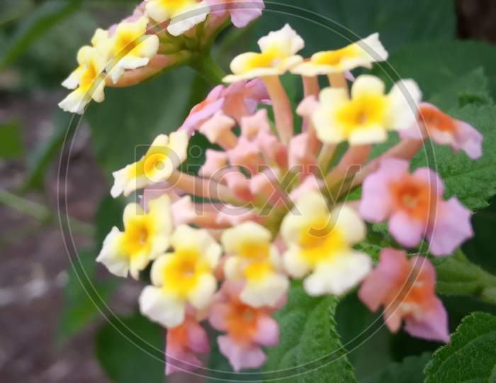 Perennial plant flower in yellow and pink colour in green leaves