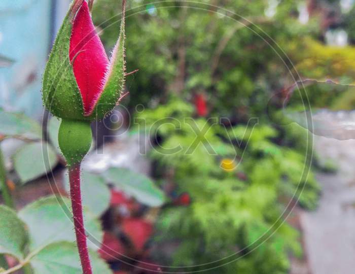 A Swelling Red Rose On Home Garden