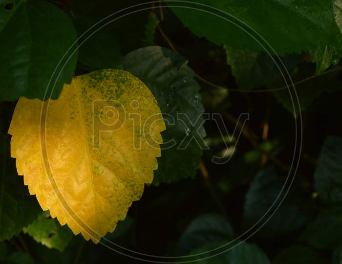 Odd Yellow Leaf In A Group Of Green Leafs