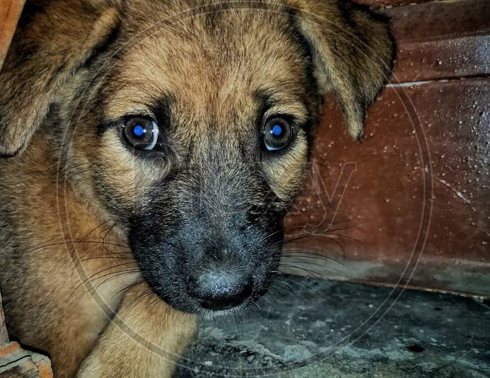 A innocent dog with blue eyes.