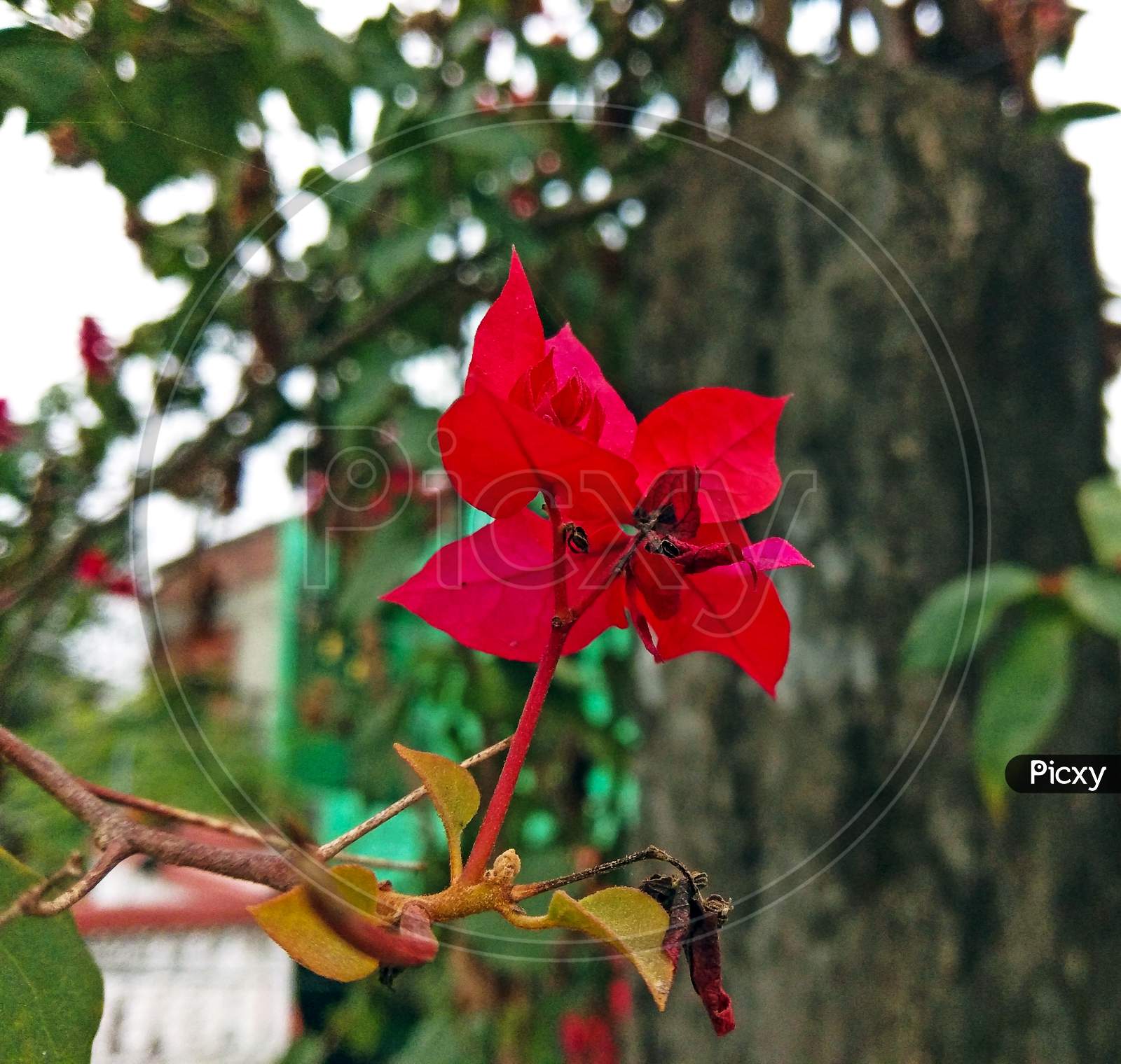 Bougainvillea Chitra Red Flower Single At Home With Background View
