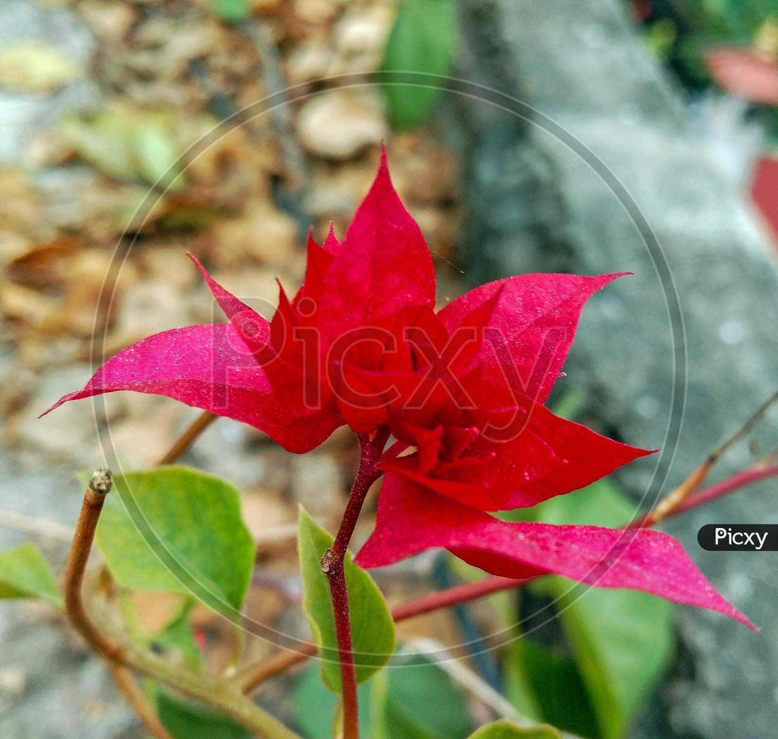 Bougainvillea Chitra Single Red Flower At Home