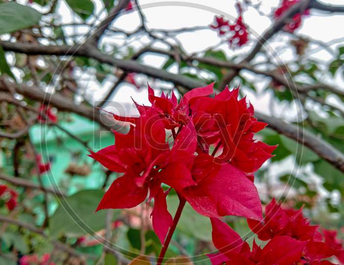 Bougainvillea Chitra Red Flowers At Home