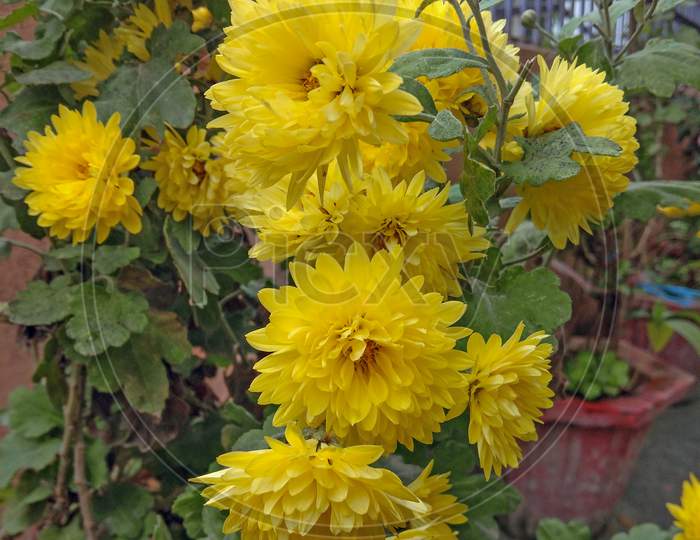 Beautiful Chrysanthemum Yellow Blossom Flowers With Little Green Leaves On Home.