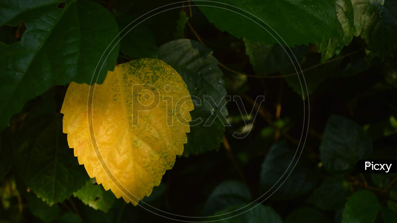 Odd Yellow Leaf In A Group Of Green Leafs