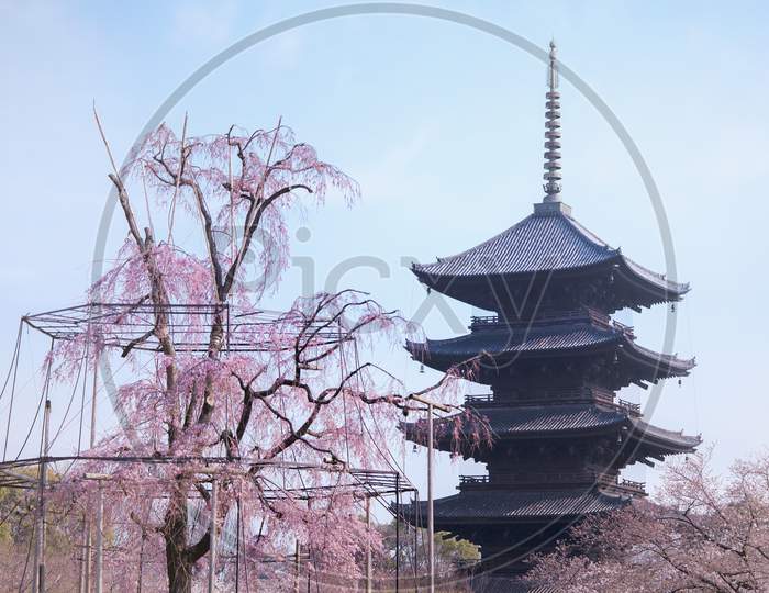 Weeping Willow Tree And Cherry Tree In Bloom With Five-Story Pagoda Of Toji Temple In Blue Sky.