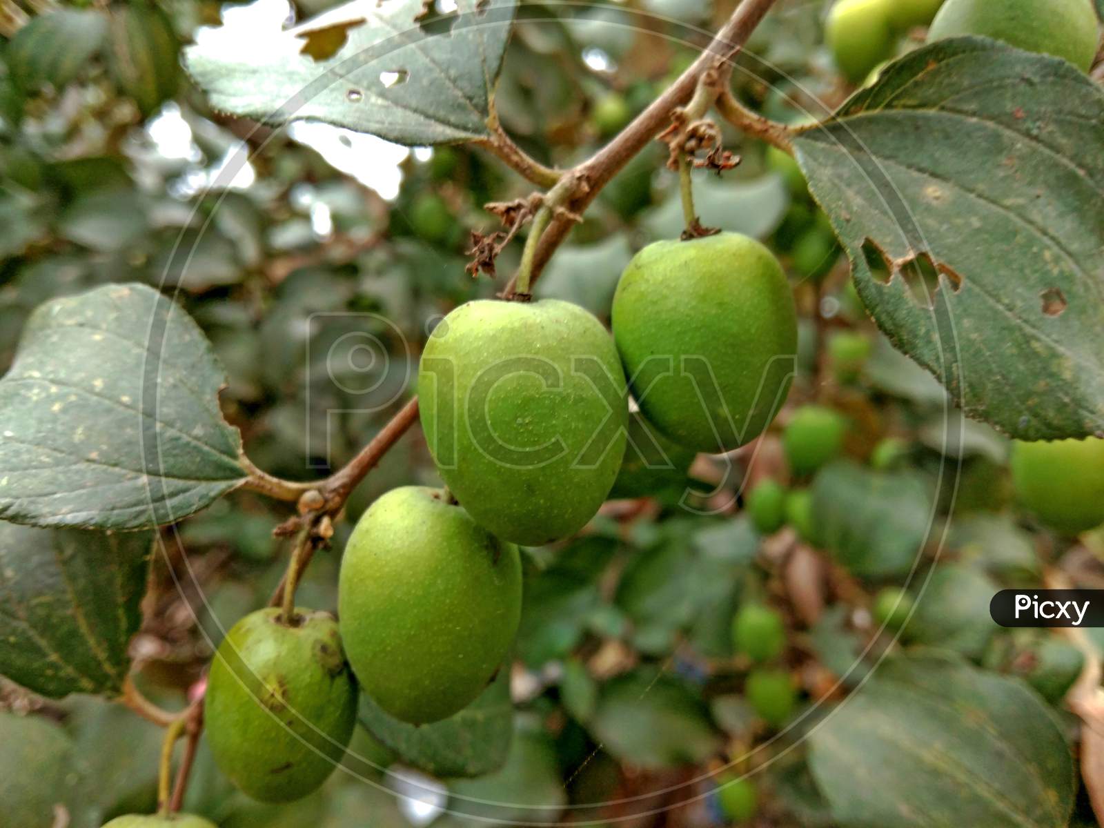 Ziziphus Mauritiana Fruits On Branch Of Tree