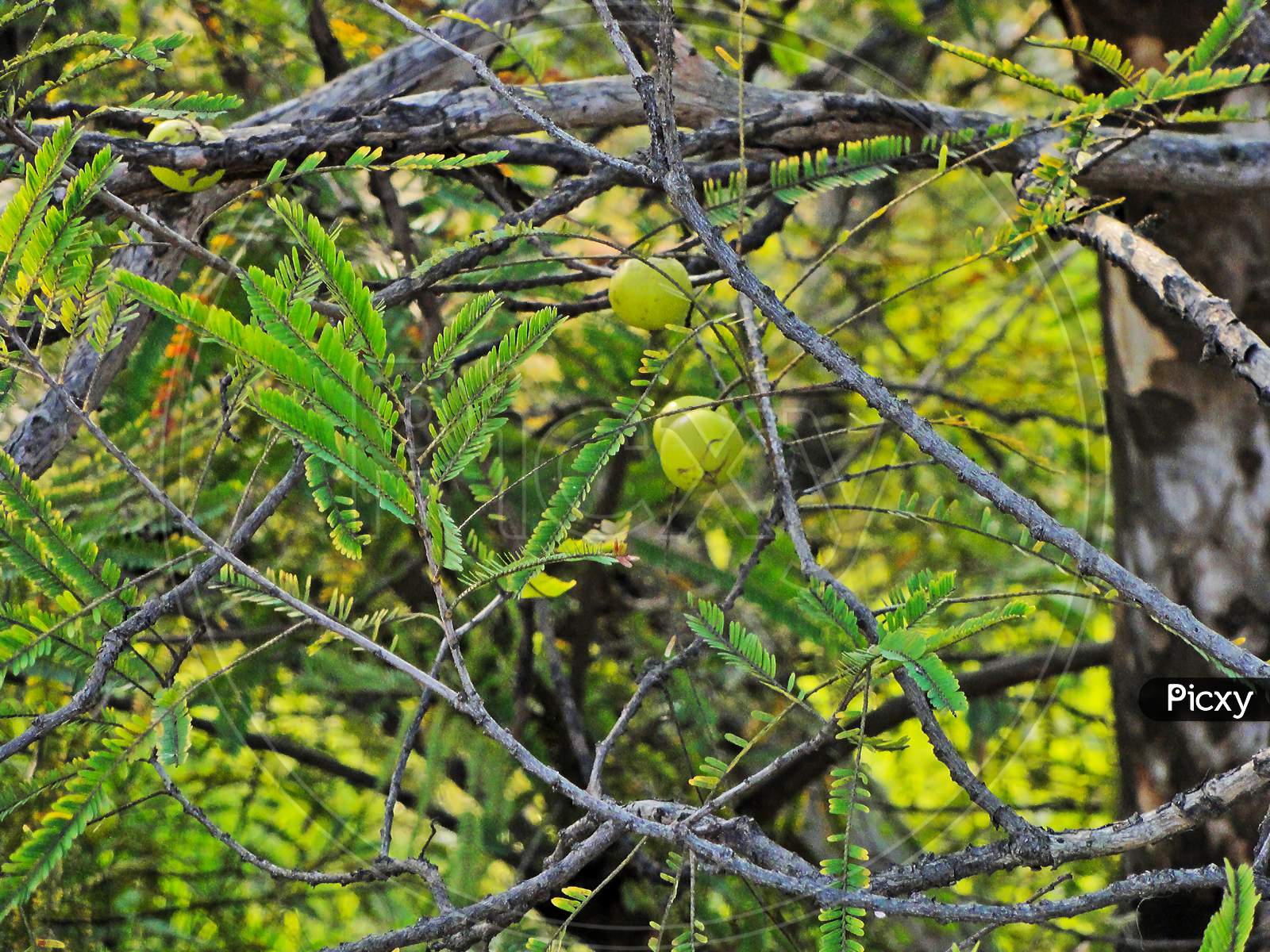 Indian Gooseberries Or Amla Fruit On Tree With Green Leaf