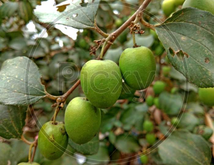 Ziziphus Mauritiana Fruits On Branch Of Tree