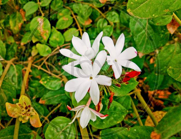 A Beautiful White Jasmine Flower On Plant On The Home With Green Leafs Background