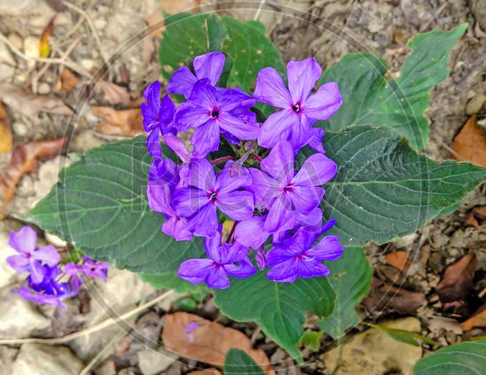 Beautiful Browallia Speciosa Blue Bells Flower On Jungle