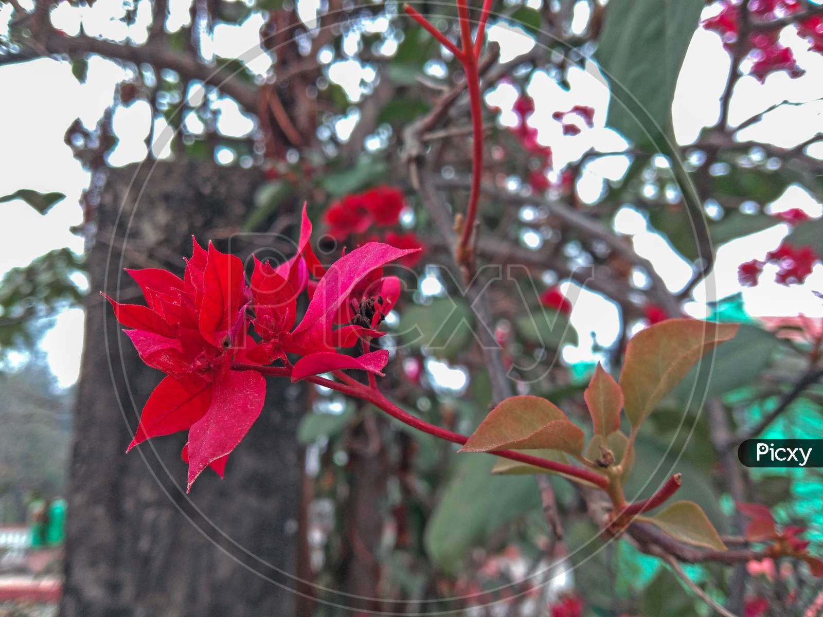 Bougainvillea Chitra Red Flower At Home
