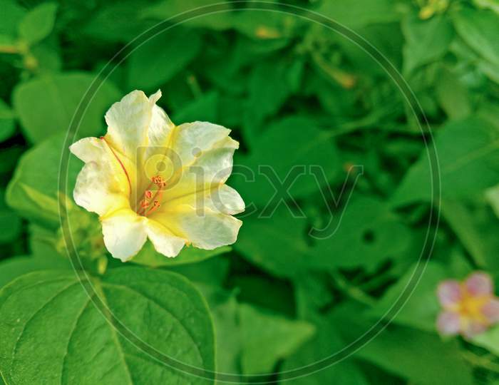 Beautiful four o clock white and yellow flower on home garden with vibrant color