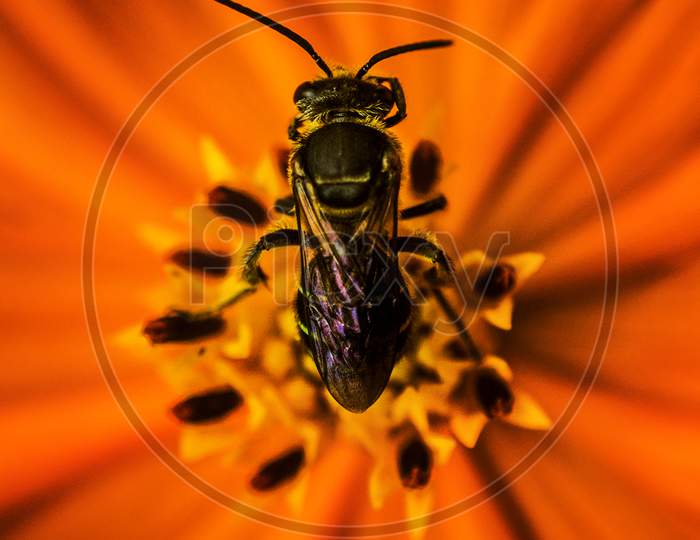Bee In A Flower Petal Macro Shot